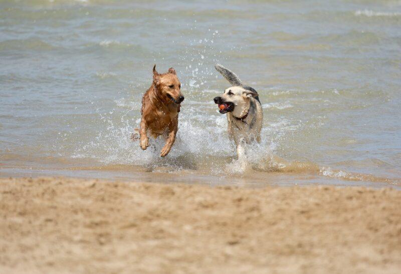 #LALÍNEA El Ayuntamiento propone la designación de dos playas caninas en levante y poniente