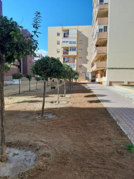 #LALÍNEA El Ayuntamiento trasplanta 26 naranjos desde la Plaza de Toros a los pisos militares tras el inicio de las obras del proyecto “La Línea Amable”