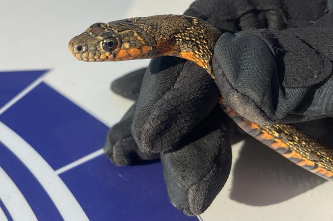 #ALGECIRAS La Policía Local rescata una serpiente en la calle Rosa de los Vientos