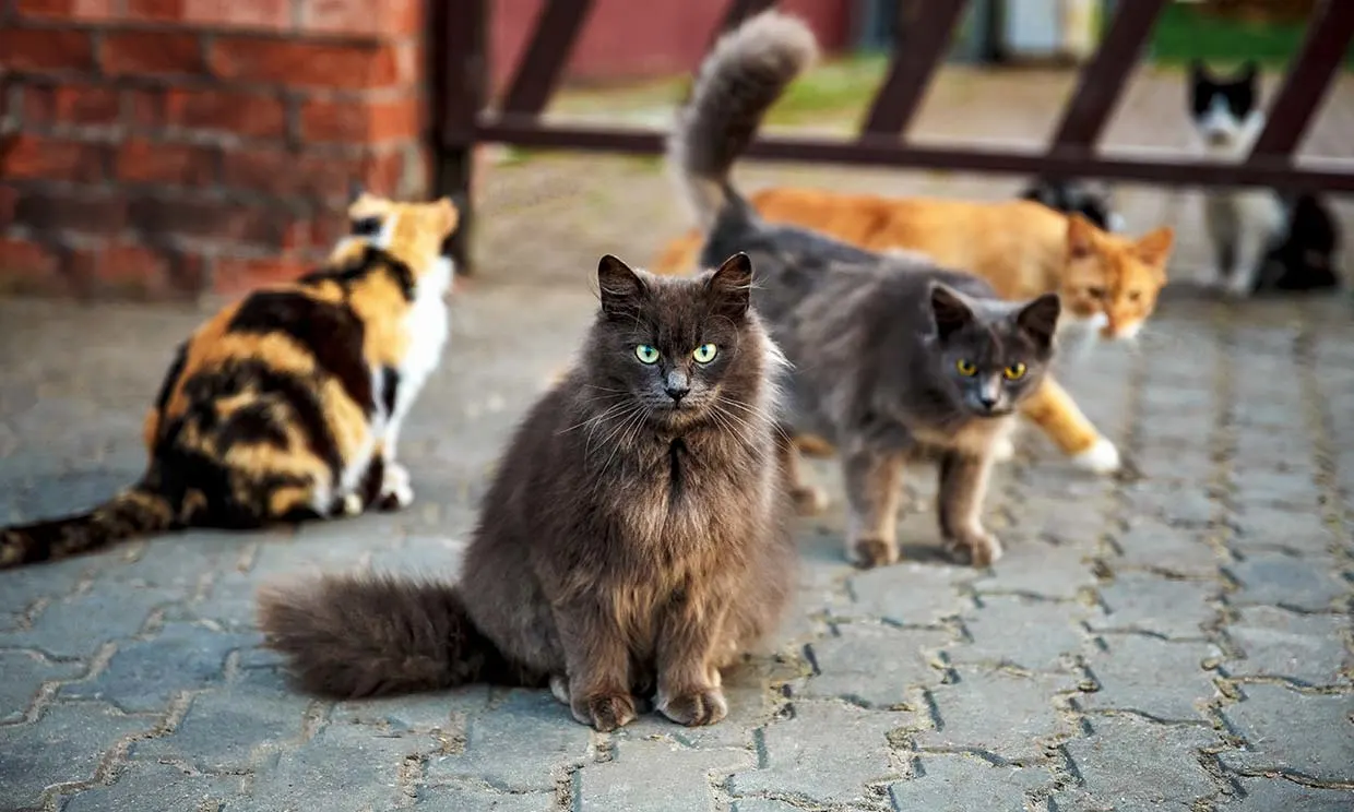 #LALÍNEA Mañana se constituirá la Comisión Felina que colaborará en la aplicación del denominado Método CER entre ayuntamiento y entidades de protección animal