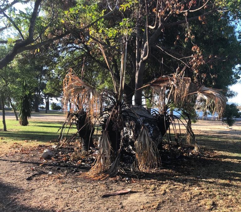 #LOSBARRIOS Silva condena el acto vandálico de la quema de dos palmeras en el parque del paseo marítimo de Palmones