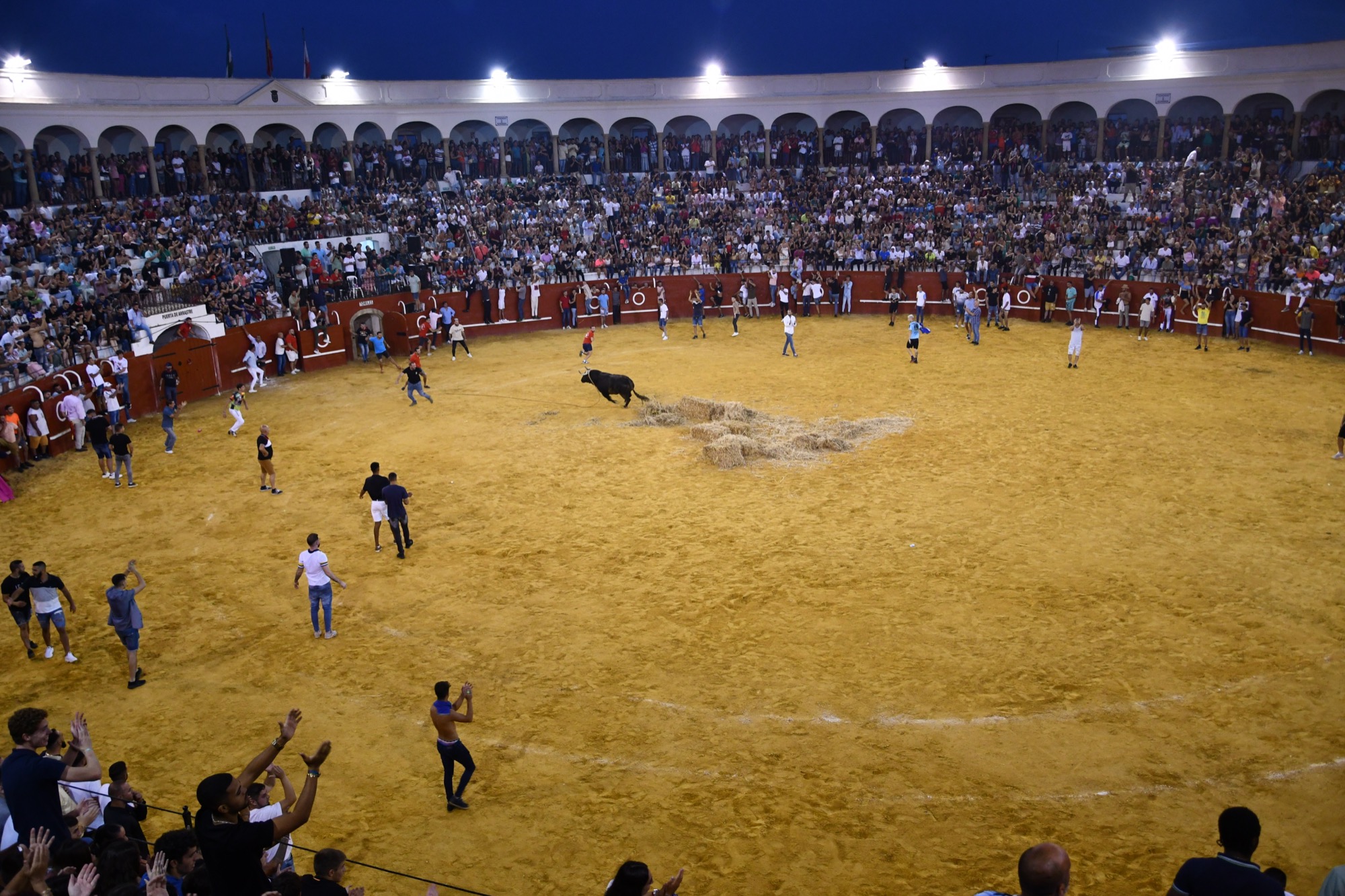 #SANROQUE Celebrado el Toro del Aguardiente con mucha participación y sin incidentes graves